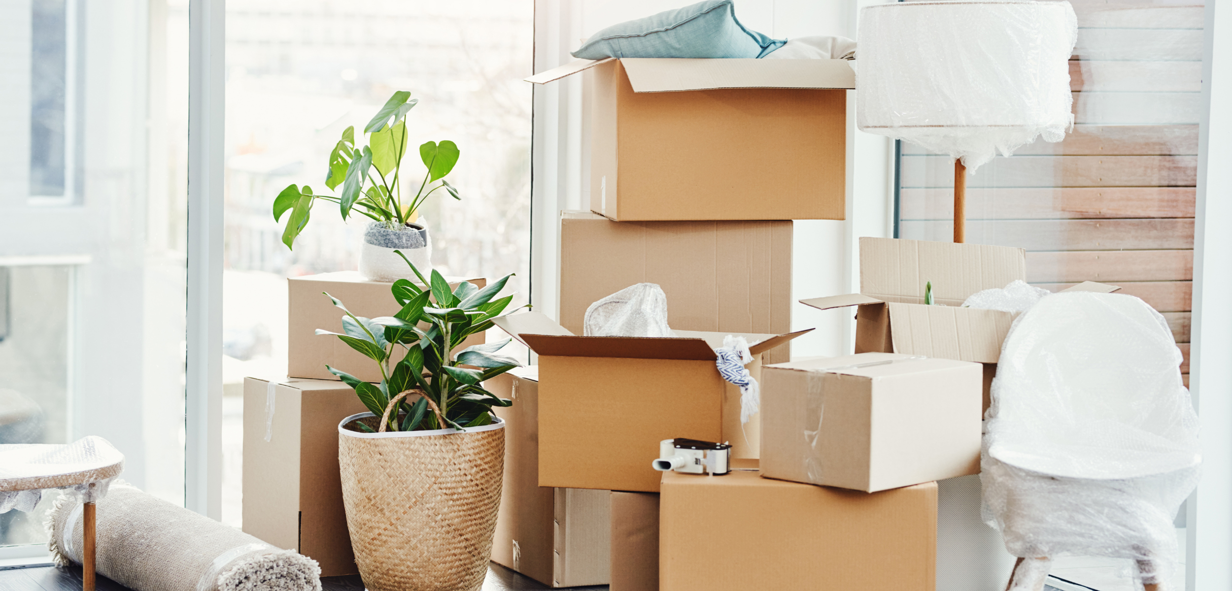 Picture of moving boxes and a house plant